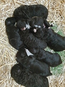 Portuguese Water Dogs at 12 days old