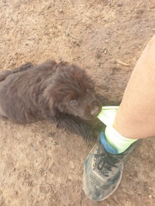Portuguese Water Dog, puppy pulling sock, Buegrace